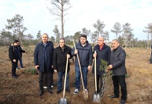 “Yaşıl və sağlam gələcək naminə” devizi altında ağacəkmə kampaniyası həyata keçirilib