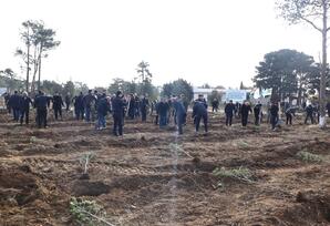 “Yaşıl və sağlam gələcək naminə” devizi altında ağacəkmə kampaniyası həyata keçirilib