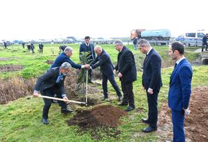 Masallıda “Konstitusiya və Suverenlik ili” ilə əlaqədar ağacəkmə aksiyası keçirilib