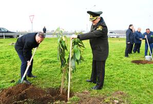 Masallıda “Konstitusiya və Suverenlik ili” ilə əlaqədar ağacəkmə aksiyası keçirilib