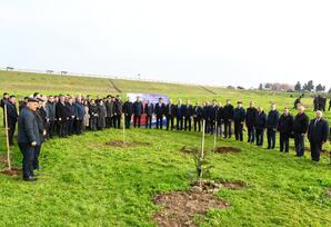 Masallıda “Konstitusiya və Suverenlik ili” ilə əlaqədar ağacəkmə aksiyası keçirilib