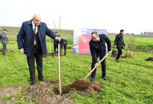 Masallıda “Konstitusiya və Suverenlik ili” ilə əlaqədar ağacəkmə aksiyası keçirilib