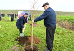 Masallıda “Konstitusiya və Suverenlik ili” ilə əlaqədar ağacəkmə aksiyası keçirilib