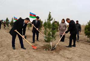 Samuxda ağacəkmə aksiyası keçirilib