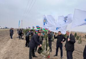 Samuxda ağacəkmə aksiyası keçirilib