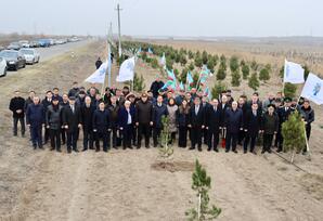 Samuxda ağacəkmə aksiyası keçirilib