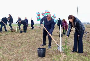 Samux rayonunda ağacəkmə aksiyası təşkil olunub - FOTOLAR