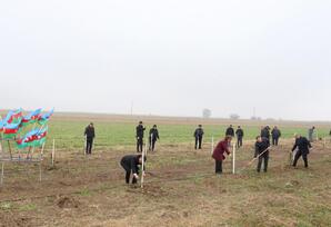 Samux rayonunda ağacəkmə aksiyası təşkil olunub - FOTOLAR