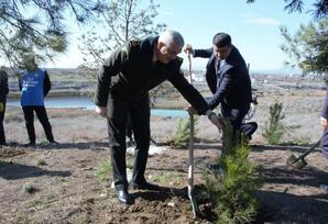 Tərtərdə ağacəkmə aksiyası keçirilib FOTOLAR