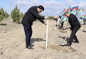 Samux rayonunda ağacəkmə aksiyası təşkil olunub - ŞƏRH