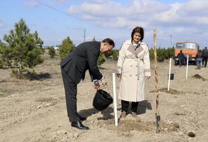 Samux rayonunda ağacəkmə aksiyası təşkil olunub - ŞƏRH
