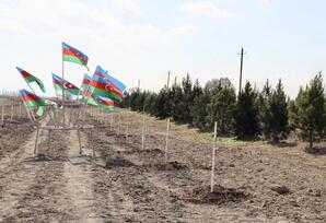 Samux rayonunda ağacəkmə aksiyası təşkil olunub - ŞƏRH