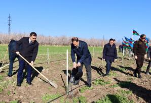 Samuxda ağacəkmə aksiyası keçirilib - FOTOLAR