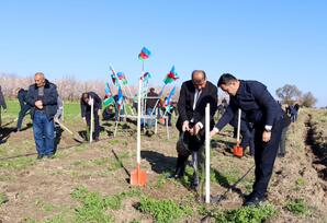 Samuxda ağacəkmə aksiyası keçirilib - FOTOLAR