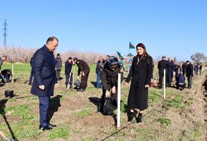 Samuxda ağacəkmə aksiyası keçirilib - FOTOLAR