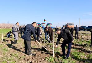 Samuxda ağacəkmə aksiyası keçirilib - FOTOLAR