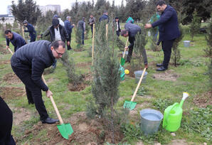 Yasamalda ağacəkmə aksiyası keçirilib FOTOLAR