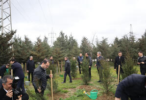 Yasamalda ağacəkmə aksiyası keçirilib FOTOLAR