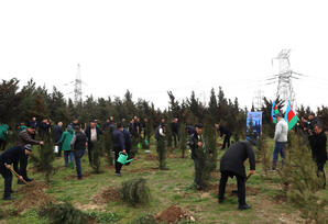 Yasamalda ağacəkmə aksiyası keçirilib FOTOLAR