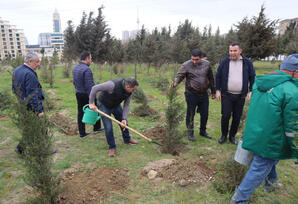 Yasamalda ağacəkmə aksiyası keçirilib FOTOLAR