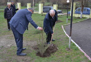 Şəmkirdə ağacəkmə aksiyası keçirilib - FOTOLAR