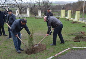 Şəmkirdə ağacəkmə aksiyası keçirilib - FOTOLAR