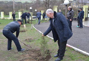 Şəmkirdə ağacəkmə aksiyası keçirilib - FOTOLAR