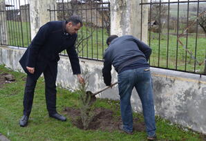 Şəmkirdə ağacəkmə aksiyası keçirilib - FOTOLAR