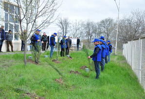 Ağstafa rayonunda ağacəkmə aksiyası keçirilib - FOTOLAR