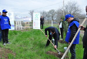 Ağstafa rayonunda ağacəkmə aksiyası keçirilib - FOTOLAR
