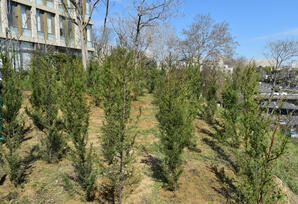 Yasamalda ağacəkmə aksiyası keçirilib - FOTOLAR