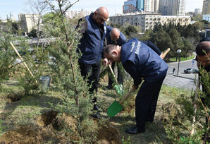 Yasamalda ağacəkmə aksiyası keçirilib - FOTOLAR