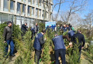 Yasamalda ağacəkmə aksiyası keçirilib - FOTOLAR