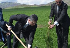 Dağlar diyarında ağacəkmə aksiyası - FOTOLAR