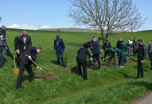 Dağlar diyarında ağacəkmə aksiyası - FOTOLAR