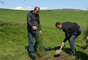 Dağlar diyarında ağacəkmə aksiyası - FOTOLAR