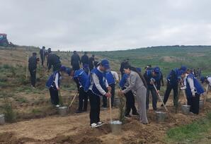 Qazaxda ağacəkmə aksiyası keçirilib - FOTOLAR