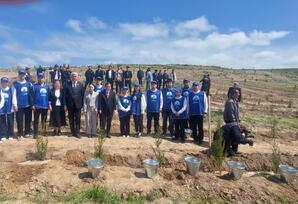 Qazaxda ağacəkmə aksiyası keçirilib - FOTOLAR