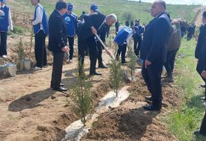 Qazaxda ağacəkmə aksiyası keçirilib - FOTOLAR