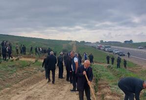 Qazaxda ağacəkmə aksiyası keçirilib - FOTOLAR