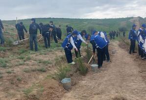 Qazaxda ağacəkmə aksiyası keçirilib - FOTOLAR