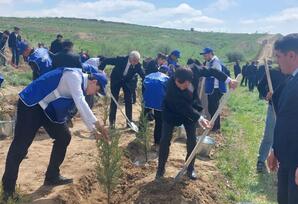 Qazaxda ağacəkmə aksiyası keçirilib - FOTOLAR
