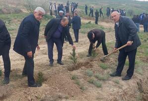 Qazaxda ağacəkmə aksiyası keçirilib - FOTOLAR