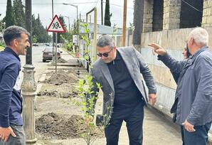 Yaşıllıq aksiyası - FOTO
