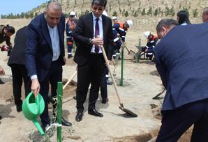 Sabunçu rayonunda ağacəkmə aksiyası keçirilib - FOTOLAR