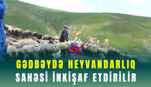 Gədbəydə heyvandarlıq sahəsi inkişaf etdirilir