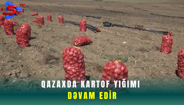 Qazaxda kartof yığımı dəvam edir
