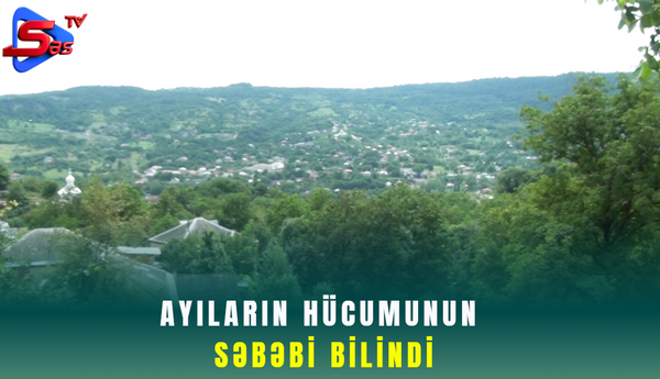 Ayıların hücumunun səbəbi bilindi