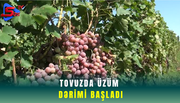 Tovuzda üzüm dərimi başladı