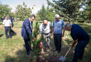 Şəmkirdə Anım Günü ilə bağlı ağacəkmə askiyası keçirildi - FOTOLAR